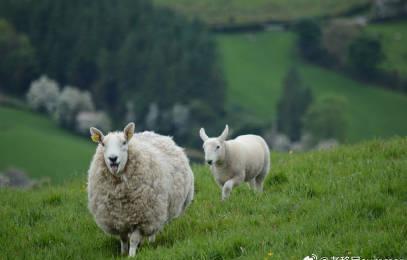 海外华人必看！爱尔兰工作居留计划：无语言要求、低成本拿欧盟身份，还能直通英美！