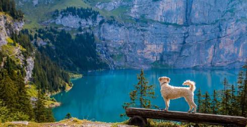 海外华人必看！爱尔兰移民真实生活揭秘，这些挑战你准备好了吗？