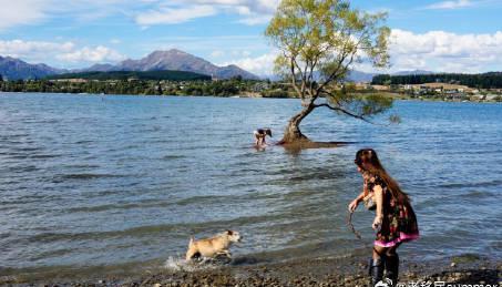 新西兰六分制移民政策解析:留学路径与评分标准